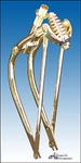 20" Bent Springer Fork - GOLD